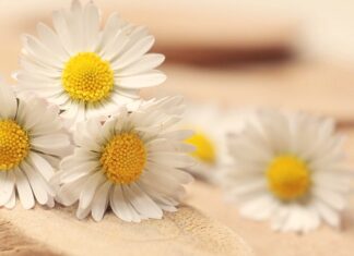 Jak zdobyć certyfikat PMP?