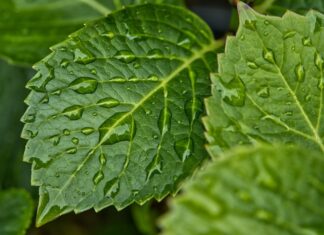 Jak pozbyć się wilgoci z butów? Jak pozbyć się wilgoci z butów?