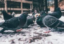 Jak dokarmiać gołębie? Jak dokarmiać gołębie