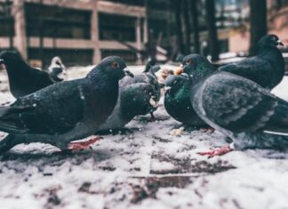 Jak dokarmiać gołębie